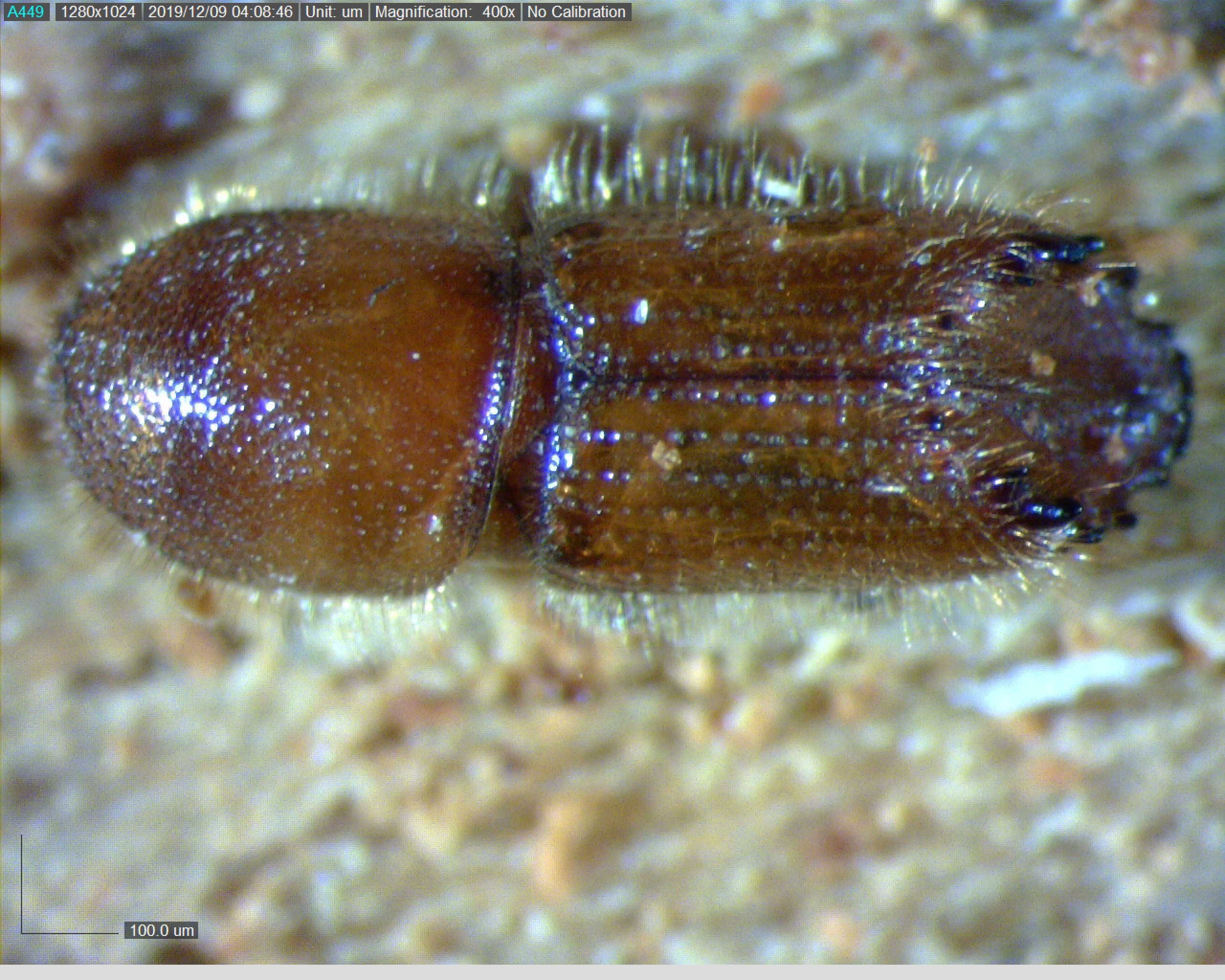 Damaging pest on the rise in Louisiana pines 